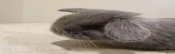 Mini Lop rabbits for sale: Baby Eclipse is ready to reserve!! - Advert 8