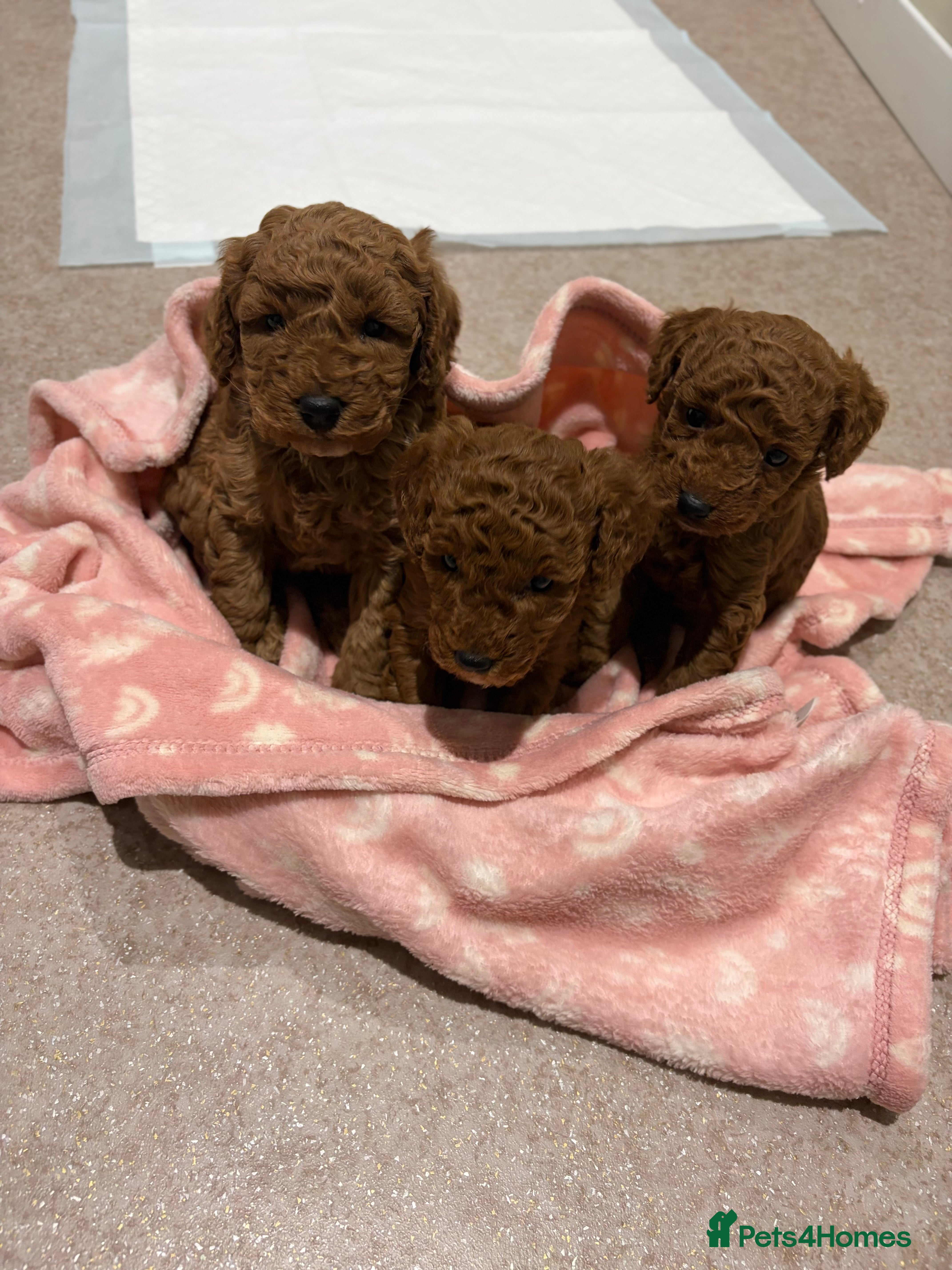Cockapoo dogs 3 teddy bear F1B Cockapoo girls available  - Advert 15
