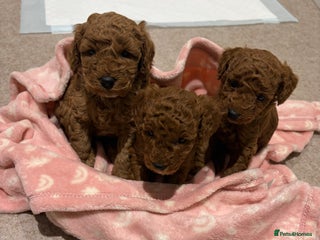 Cockapoo dogs 3 teddy bear F1B Cockapoo girls available - Advert 17
