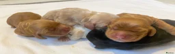 Cocker Spaniel dogs for sale: Show Type Cocker Spaniels HEALTH TESTED Parents - Advert 8