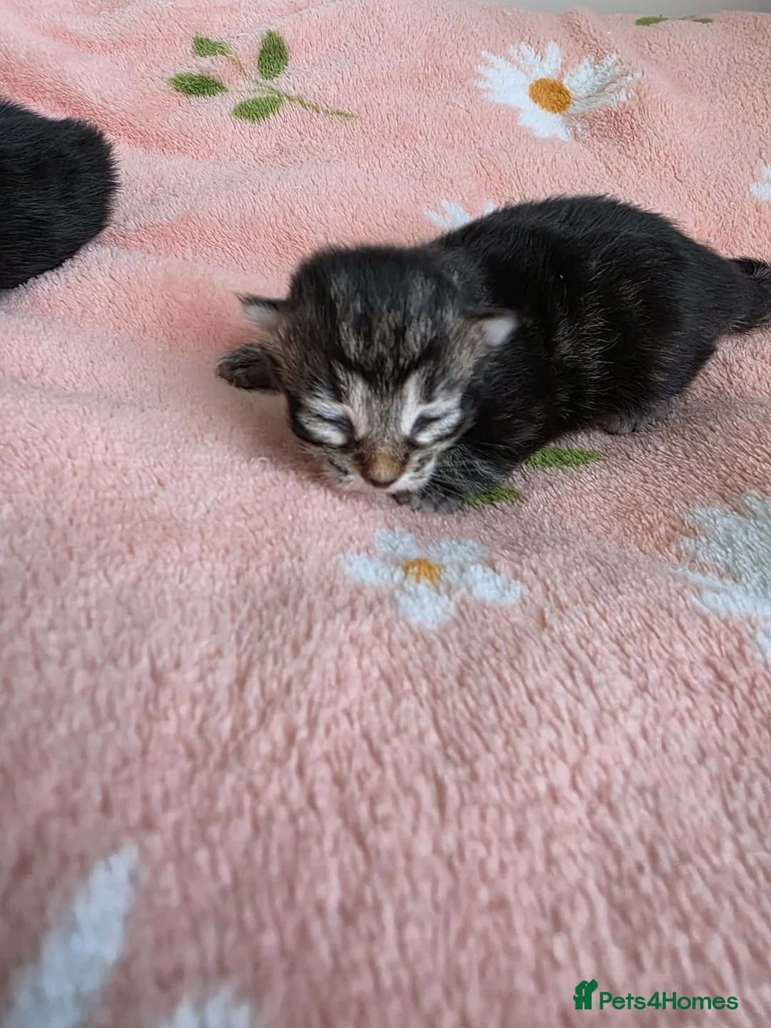 Mixed Breed cats for sale: Mixed kittens x ragdoll😻Reservation open 😽😻 - Advert 2