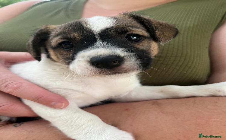 Jack Russell dogs - Advert 4
