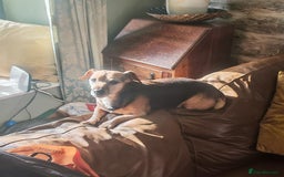 Mixed Breed dogs for sale: Black and Tan Puppies - Image 8