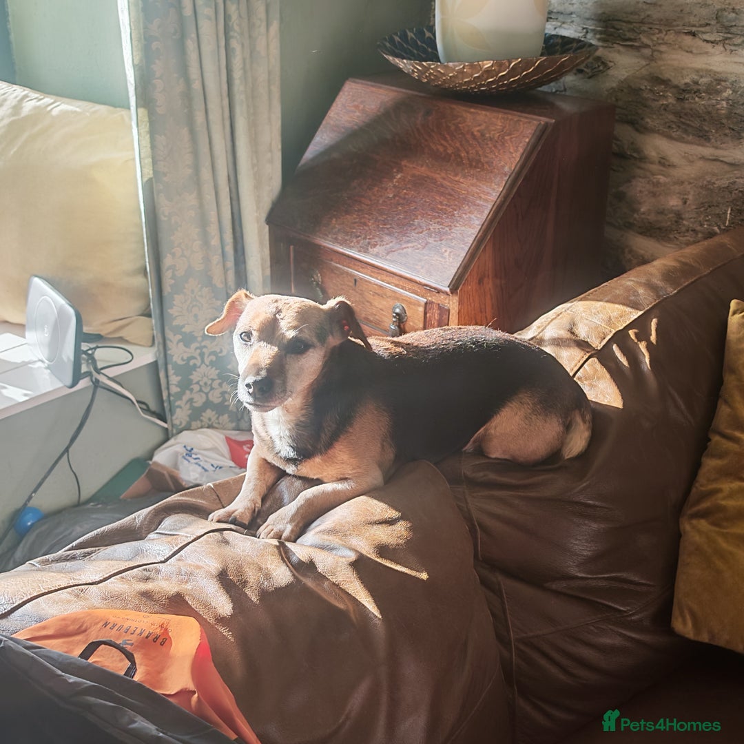 Mixed Breed dogs for sale: Black and Tan Puppies - Image 8