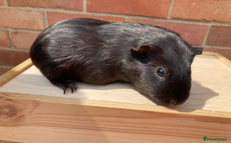Guinea Pig rodents - Advert 19