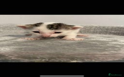 British Shorthair cats for sale: Male kitten  - Image 2