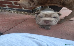 Shar Pei dogs for sale: Blue dilute shar pei boy  - Image 12