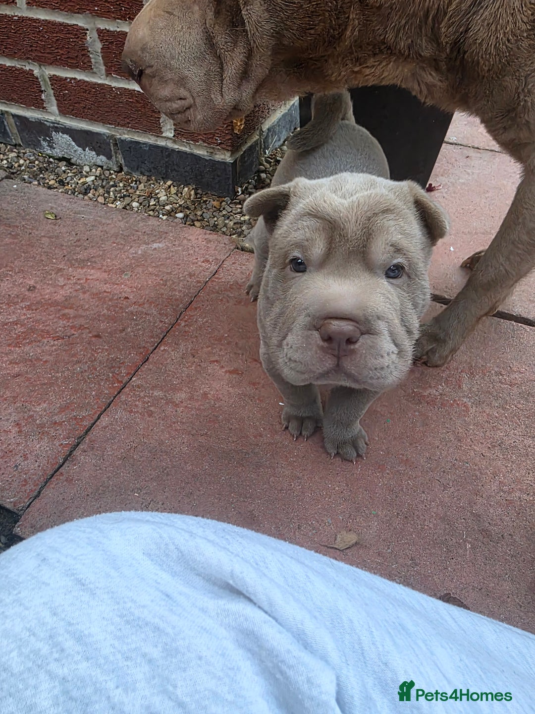 Shar Pei dogs for sale: Blue dilute shar pei boy  - Image 12