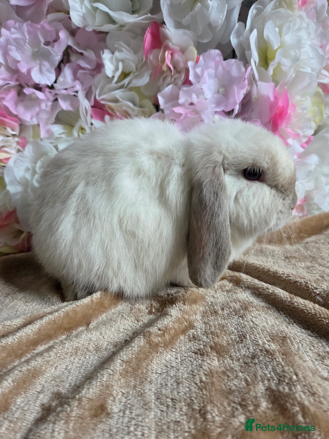 Mini Lop rabbits for sale: 💙🩷 young friendly pure bred mini lops🩷💙 - Image 12
