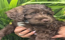 Sproodle dogs for sale: Gorgeous Chocolate Sproodle Puppies - Image 21