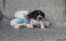 Cocker Spaniel dogs for sale: Ready Now! KC Show Type Cocker Spaniel Pups  - Image 13