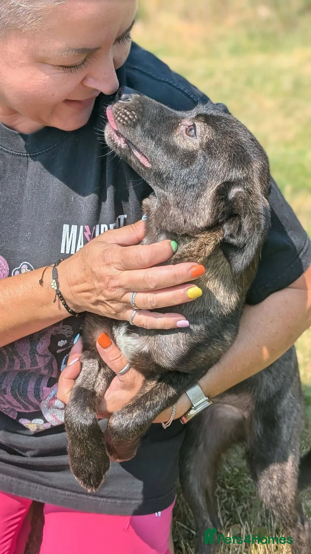 Mixed Breed dogs for adoption: Pink for adoption in Bedford - Advert 2