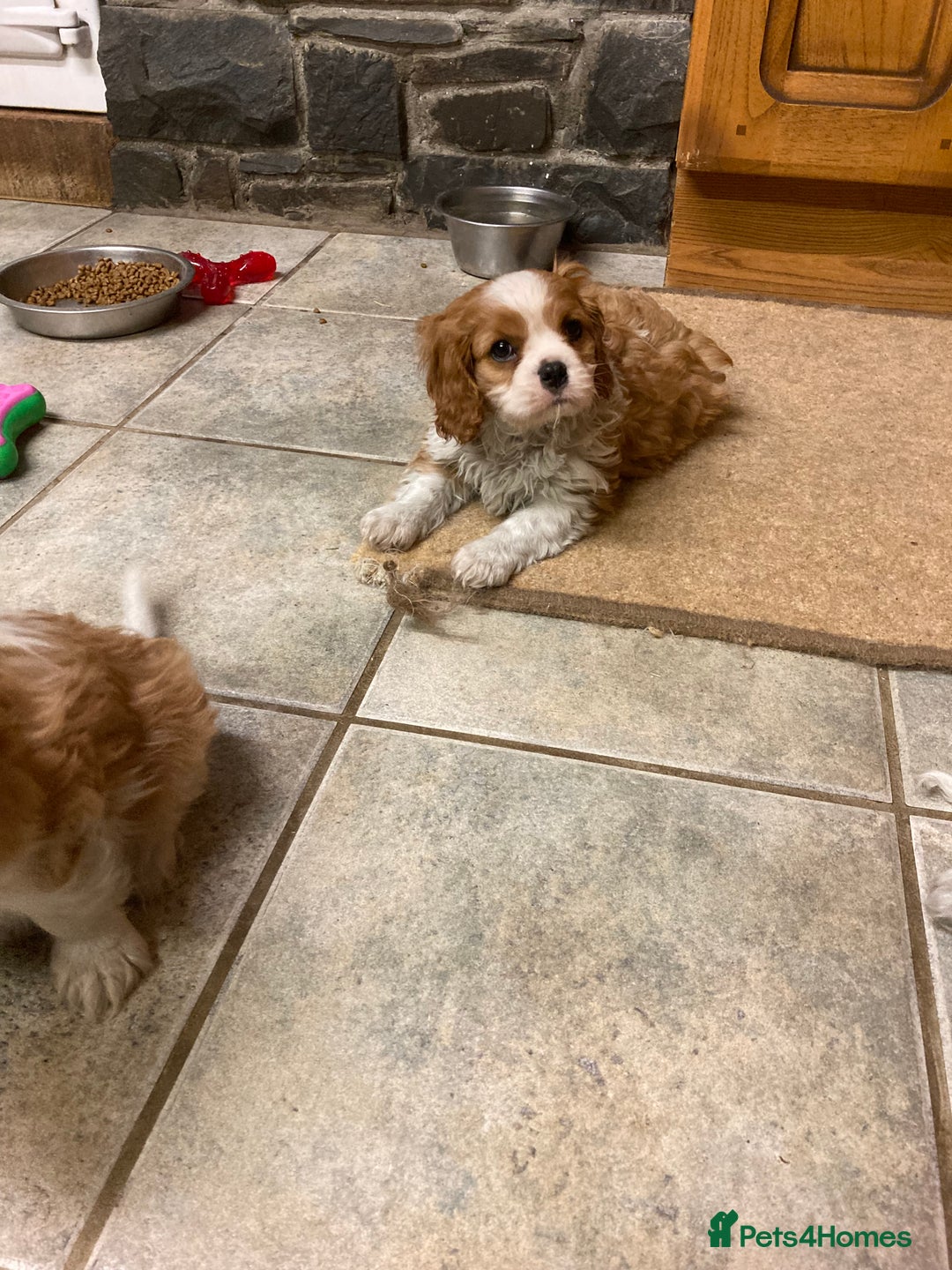 Cavalier King Charles Spaniel dogs for sale: Super KC blenheim pups - health tested parents - Advert 7