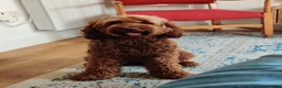 Goldendoodle dogs for sale: Red and White Miniature Doodles Licensed  - Advert 10