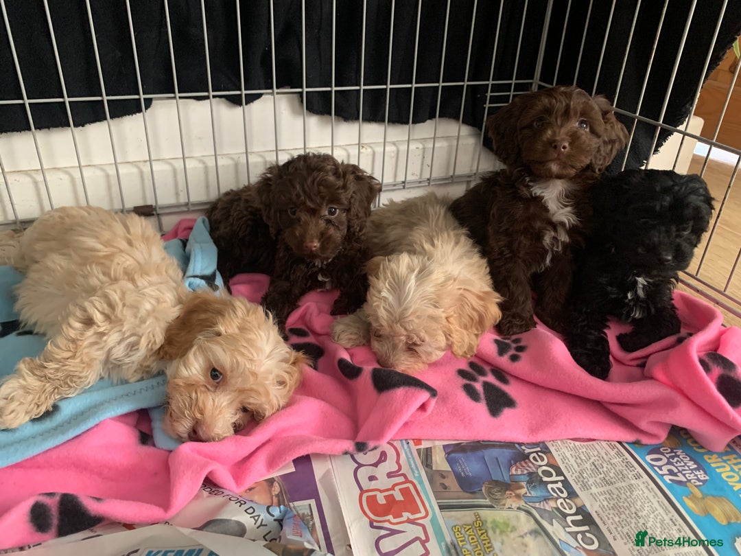 Cockapoo dogs for sale: Cockapoo puppies ready now - Image 4