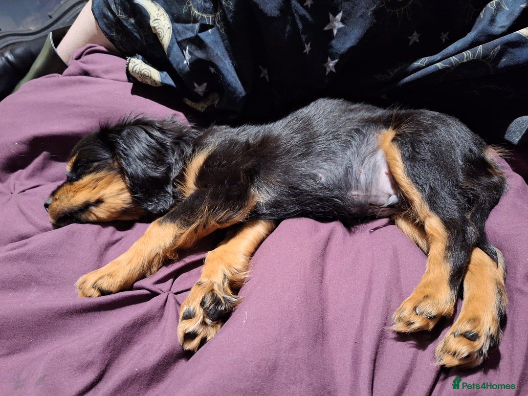 Cavalier King Charles Spaniel dogs for sale: black and tan cavalier 6mo for lovely new home ❤️ - Advert 5