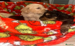 Cockapoo dogs for sale: F1 cockapoo puppies  - Image 11