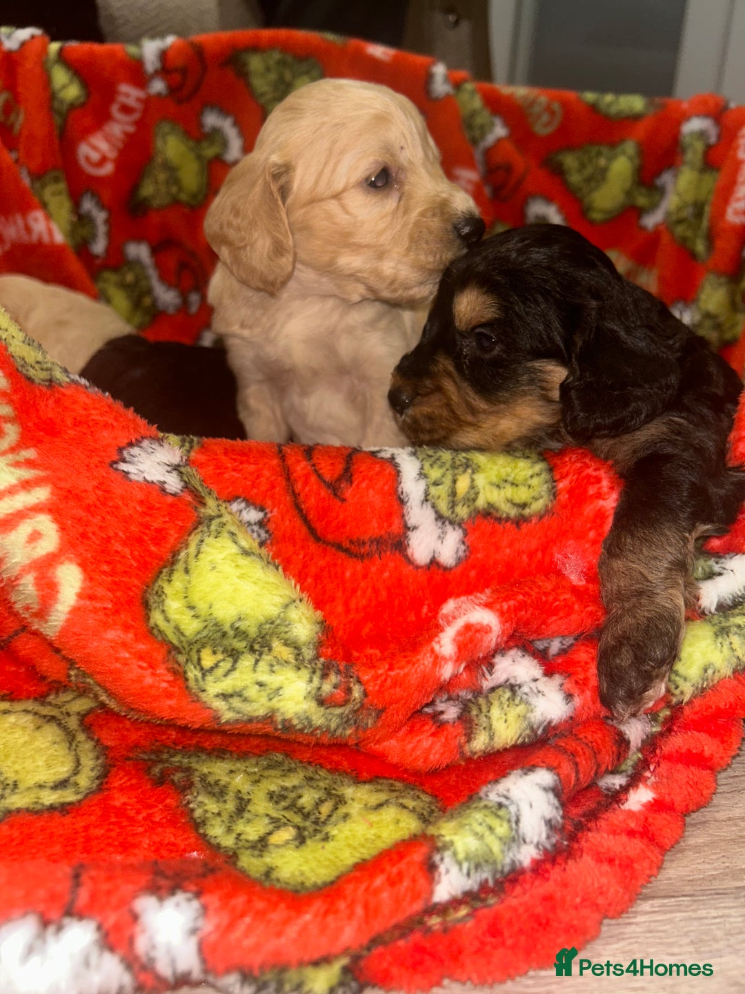 Cockapoo dogs for sale: F1 cockapoo puppies  - Image 11
