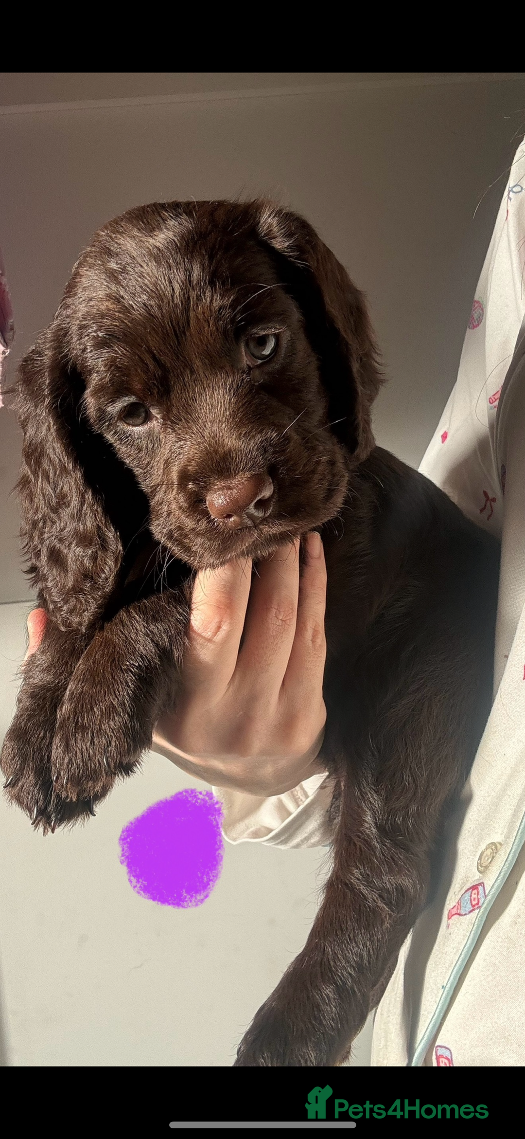 Sprocker dogs for sale: Chocolate Chunky sprocker puppies  - Advert 1