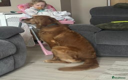 Golden Retriever dogs for stud: 4 year old golden retriever for stud  in Gateshead - Image 2