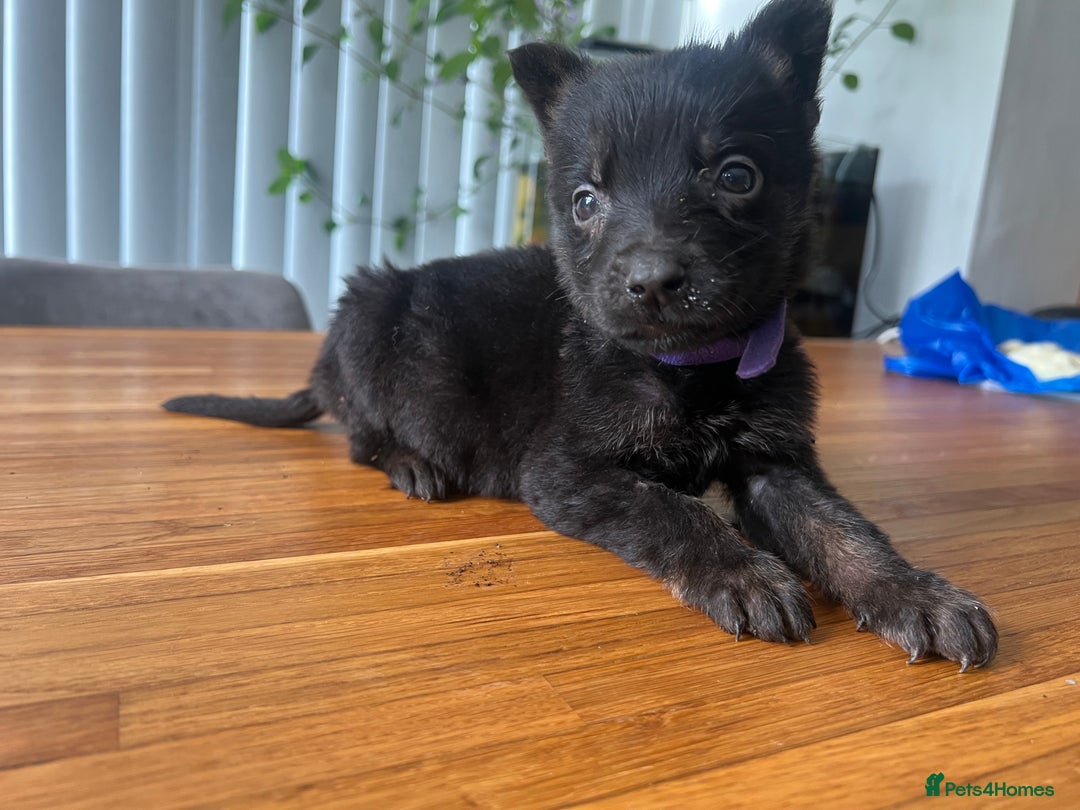 German Shepherd dogs for sale: German Shepherd Pups for Sale  - Image 3