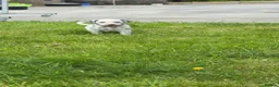 Dalmatian dogs for sale: Dalmatian puppies  in Newry - Advert 11