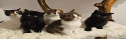 British Shorthair cats for sale: Tica British Shorthair & Longhair Champion Lines in Wigan - Advert 7