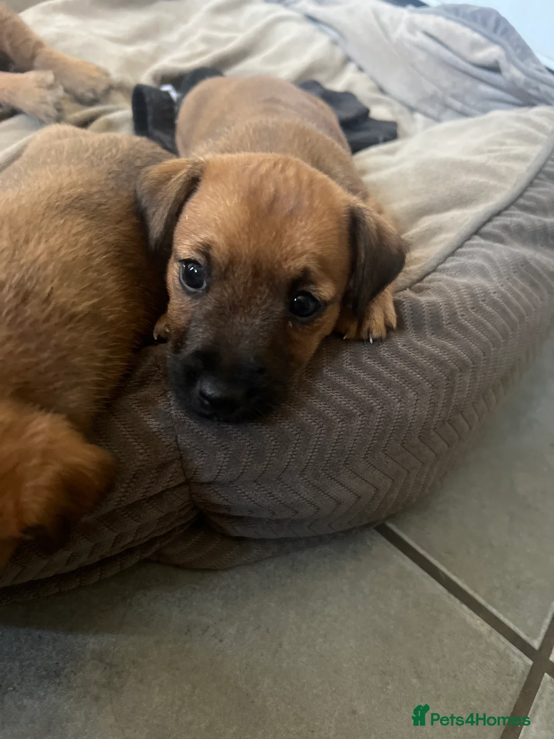 Jack Russell dogs for sale: Docked Jack Russle pups - Advert 1