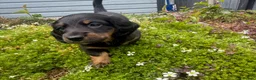 Miniature Dachshund dogs for sale: REDUCED KC REG Short Hair Miniature Dachshund Pups - Advert 11
