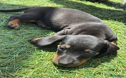 Dachshund dogs for sale: Dachshund Puppies  - Image 12