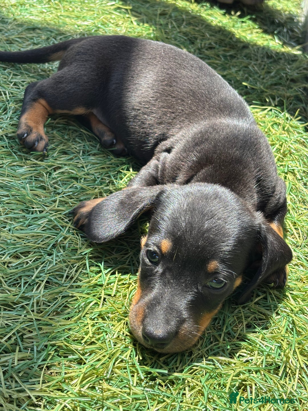 Dachshund dogs for sale: Dachshund Puppies  - Image 12