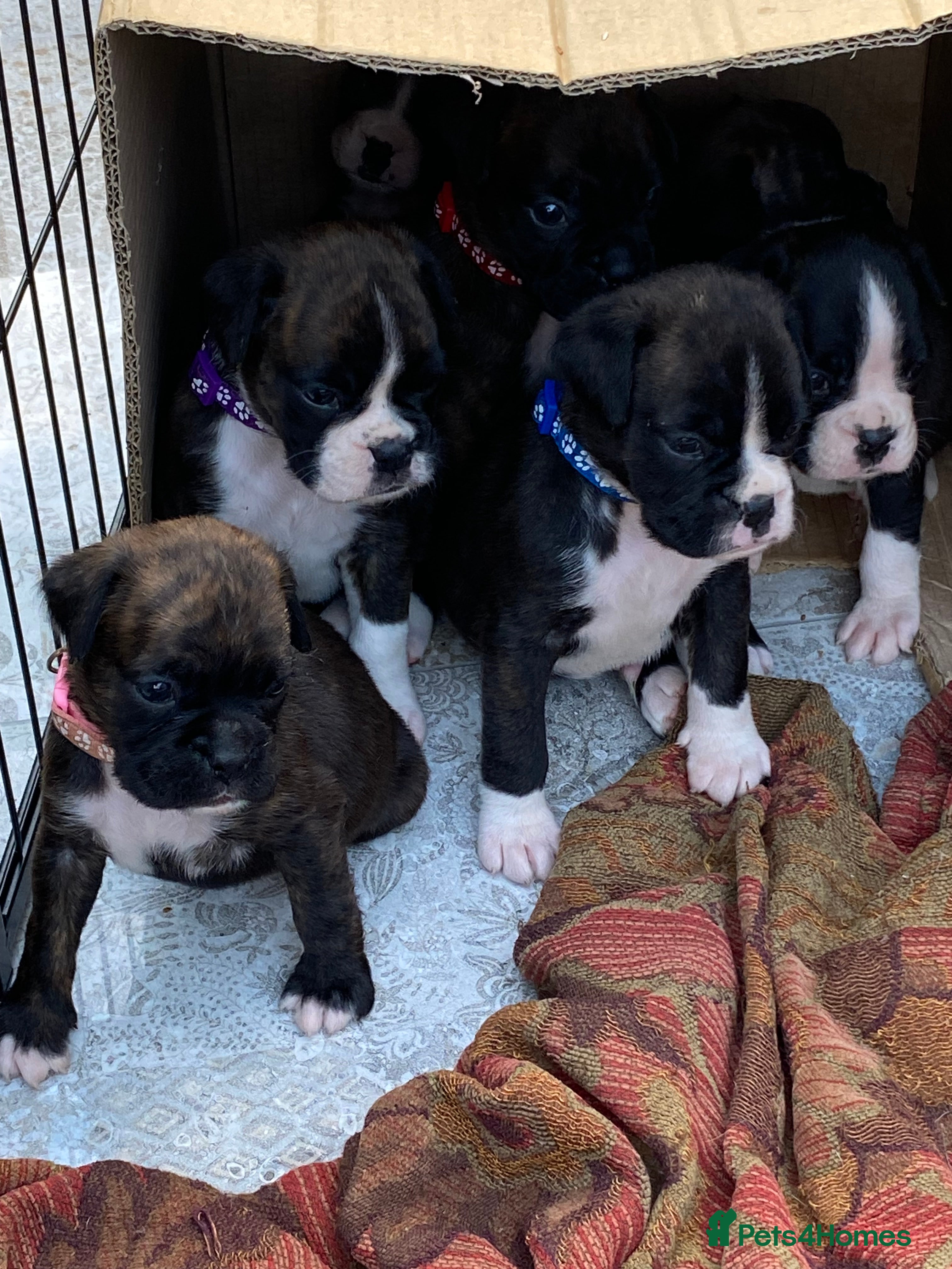Boxer dogs Boxer KC puppies  - Advert 2