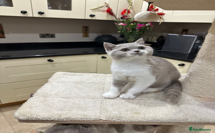 British Shorthair cats - Advert 4