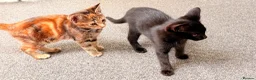 Mixed Breed cats for sale: 3month old kitten and mother ready for new home  - Advert 4