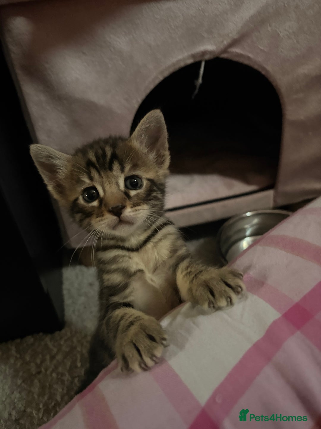 Bengal cats for sale: bengal kittens  - Advert 22