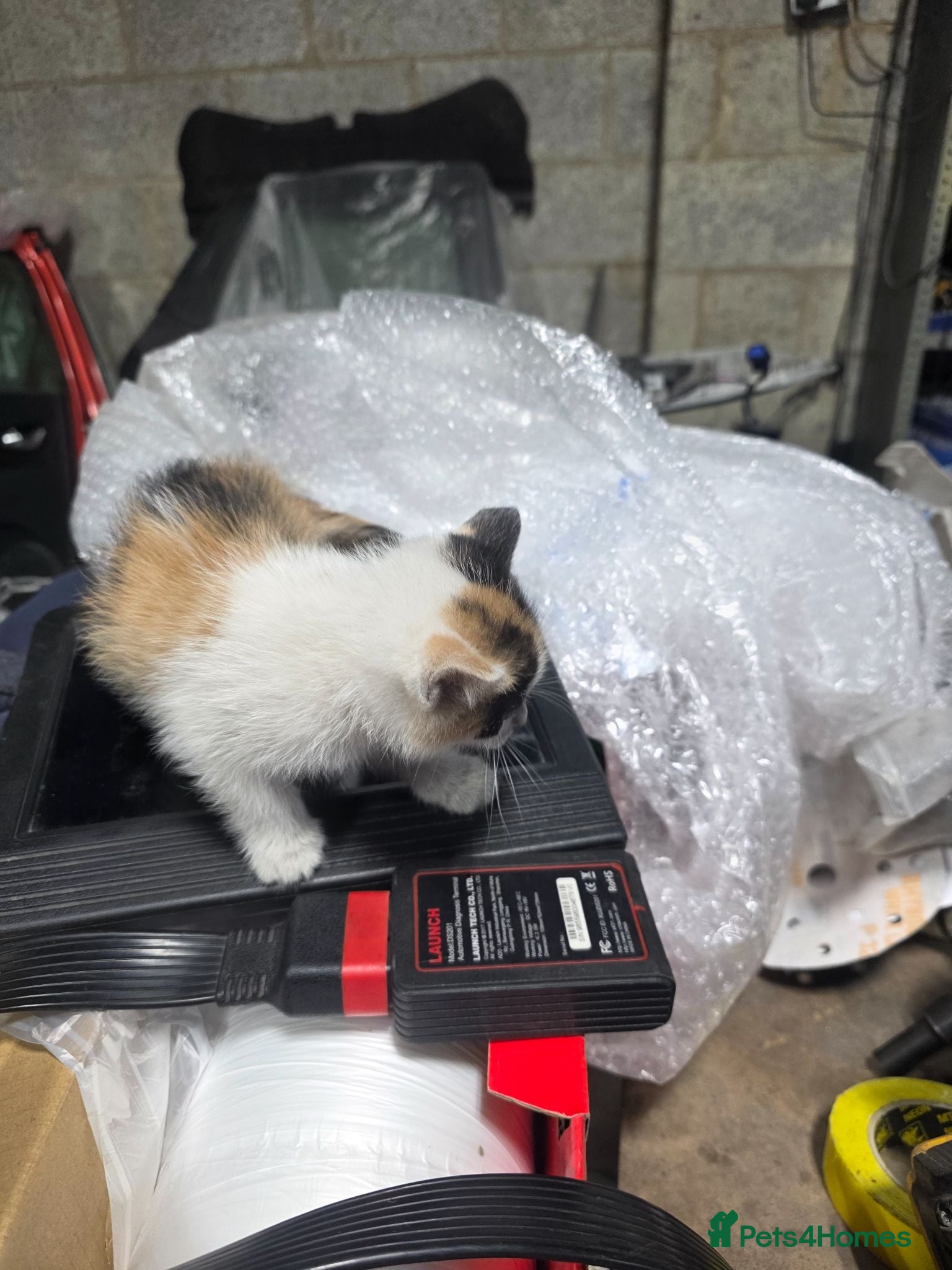 Mixed Breed cats Mixed breeding all kittens healthy very friendly - Advert 1