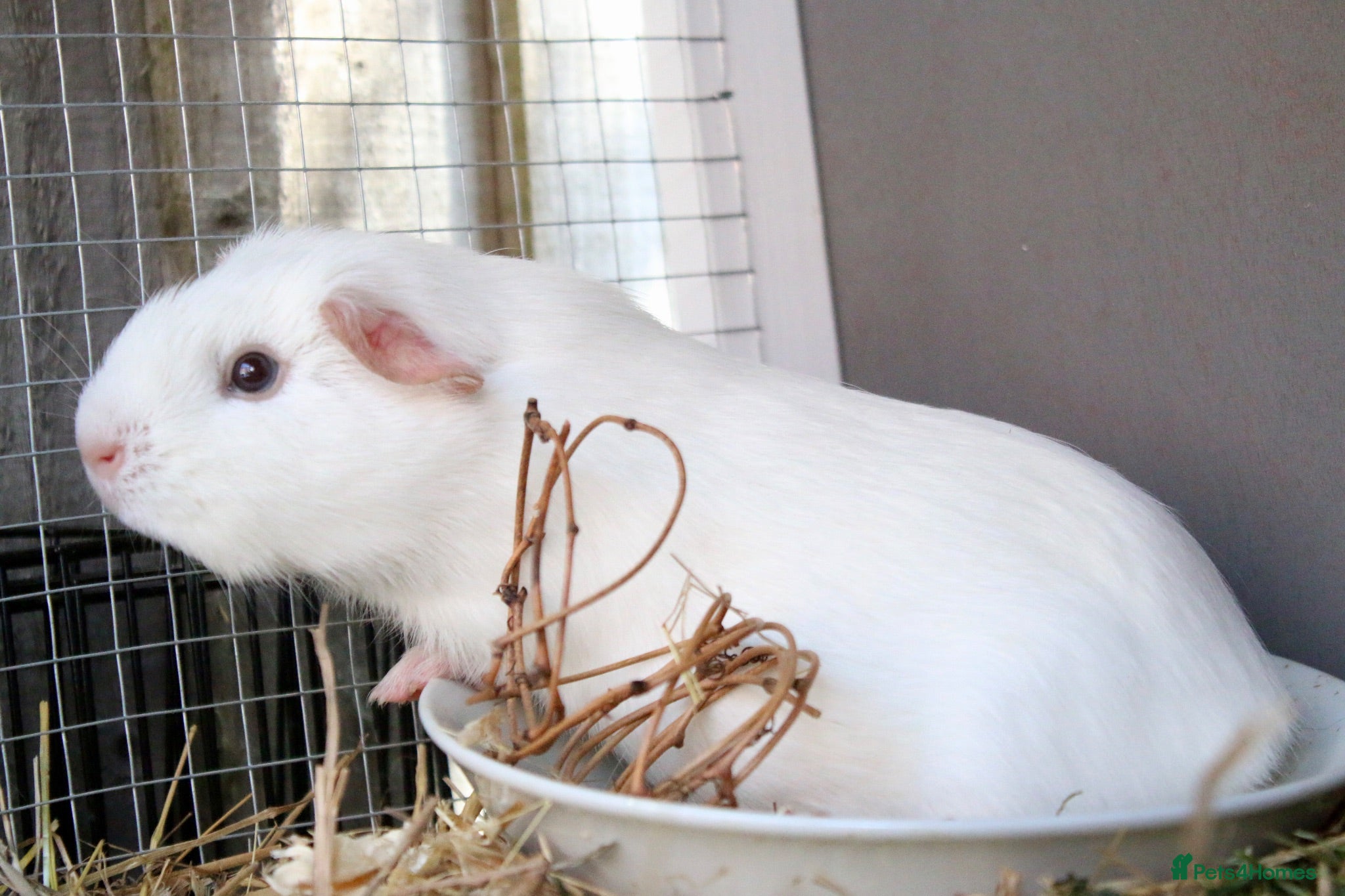Guinea Pig rodents 6 month old female guinea pig  - Advert 20