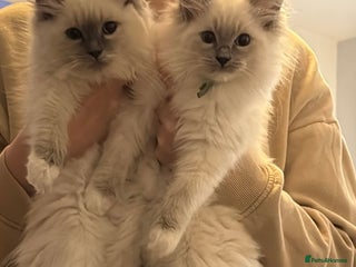 Ragdoll cats 2 Ragdolls left Boy/Girl beautiful - Advert 3