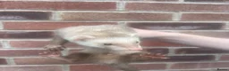 Ferret rodents for sale: Hob Ferrets - Advert 3