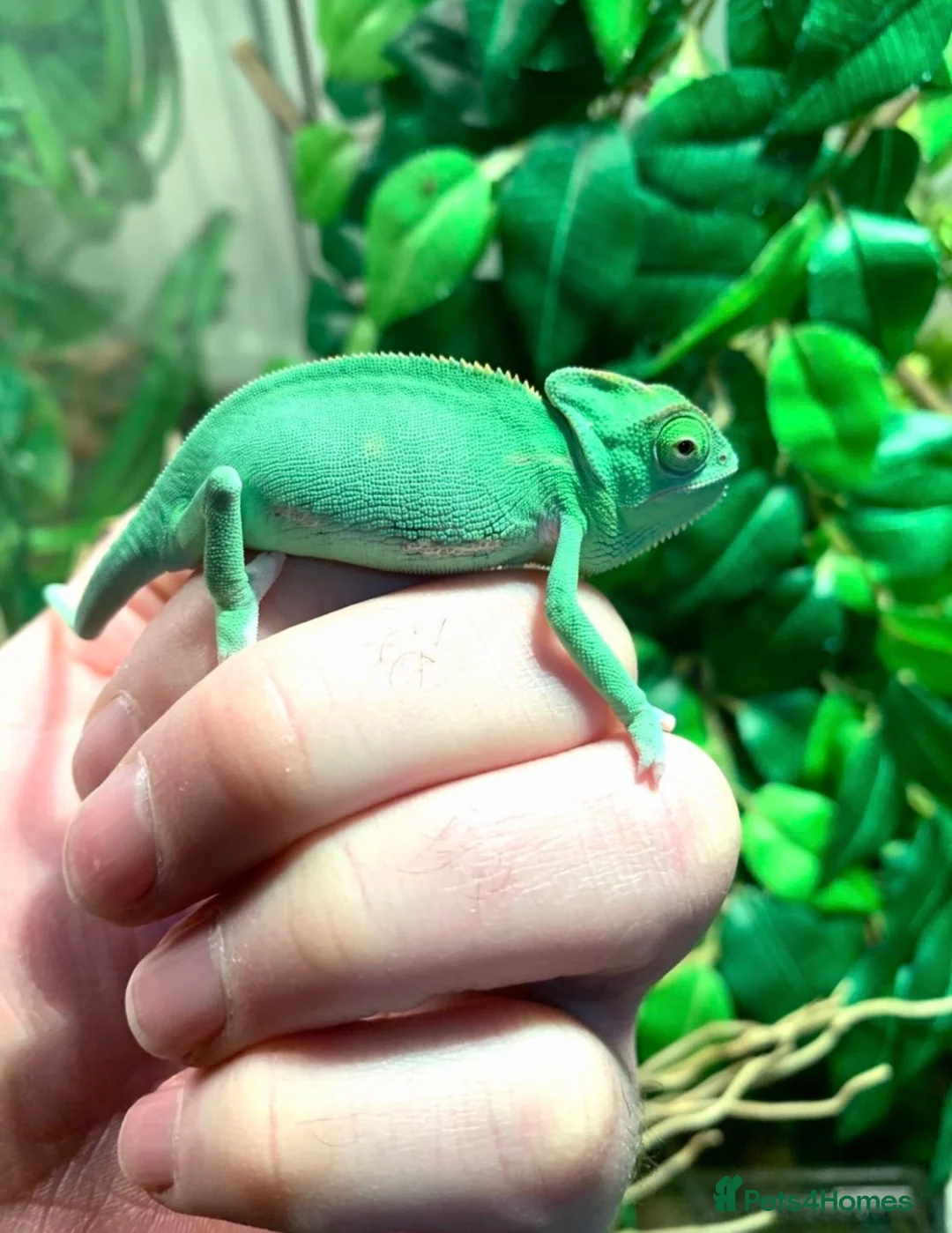 Chameleon reptiles for sale: Cb26 baby Yeman chameleons WOW AMAZING!!  - Advert 5