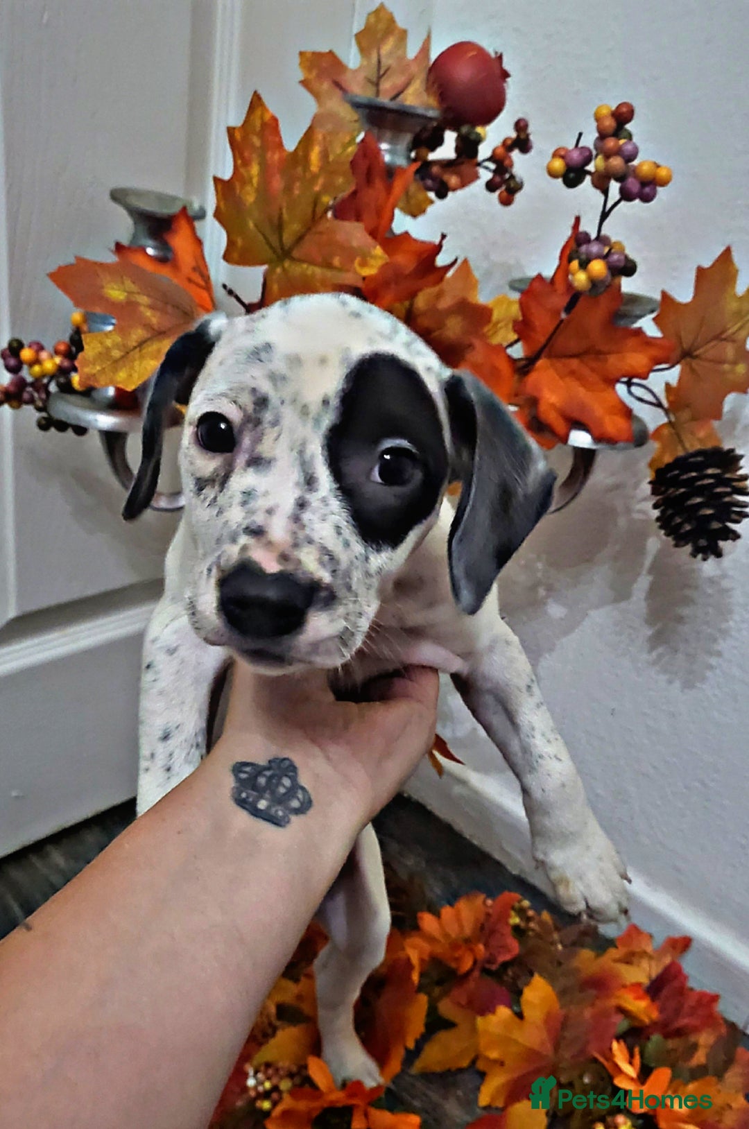 Mixed Breed dogs for sale: Beautiful mixed breed puppies - Image 10