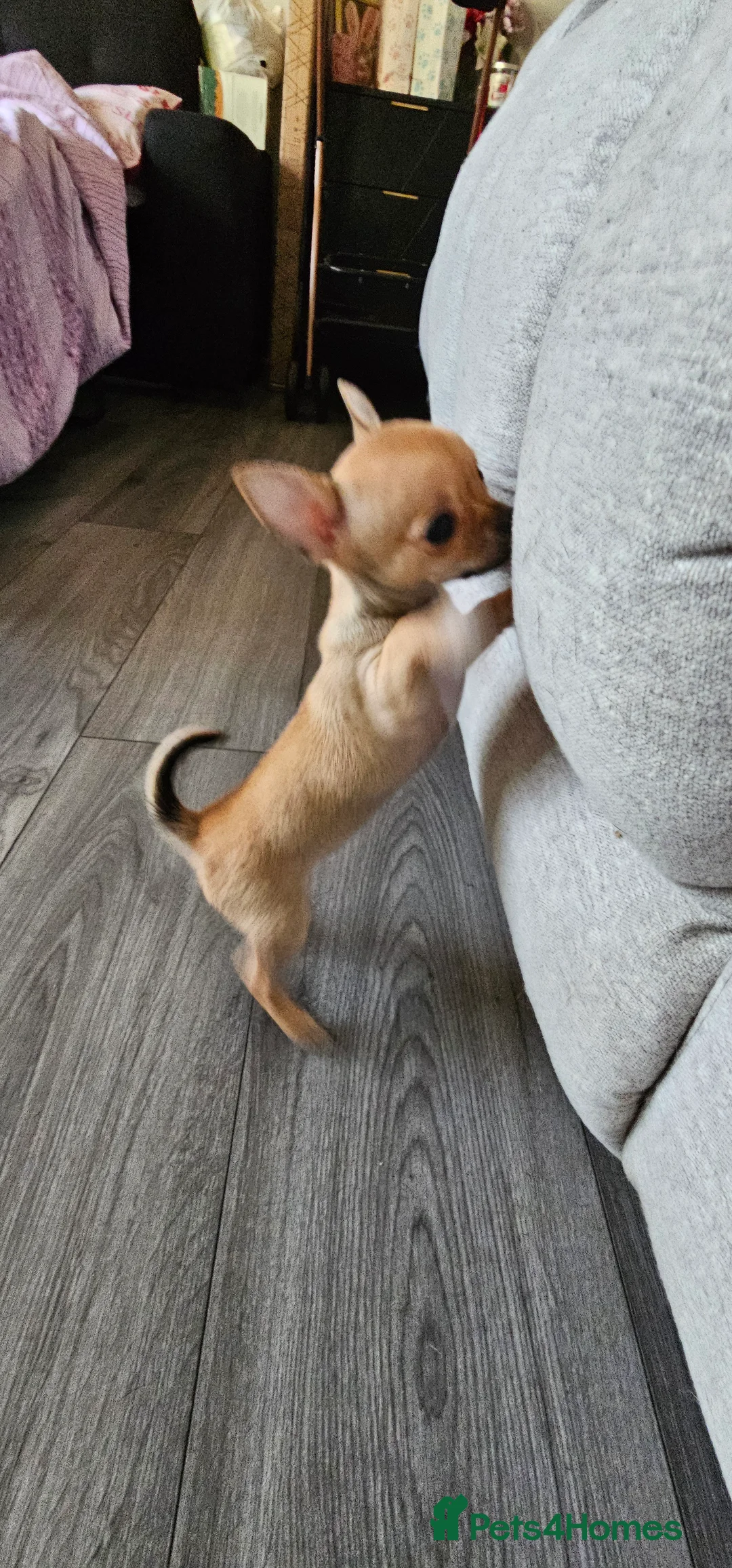 Chihuahua dogs for sale: Chiuahuah pups......lilac merle, fawn, white brown - Advert 13