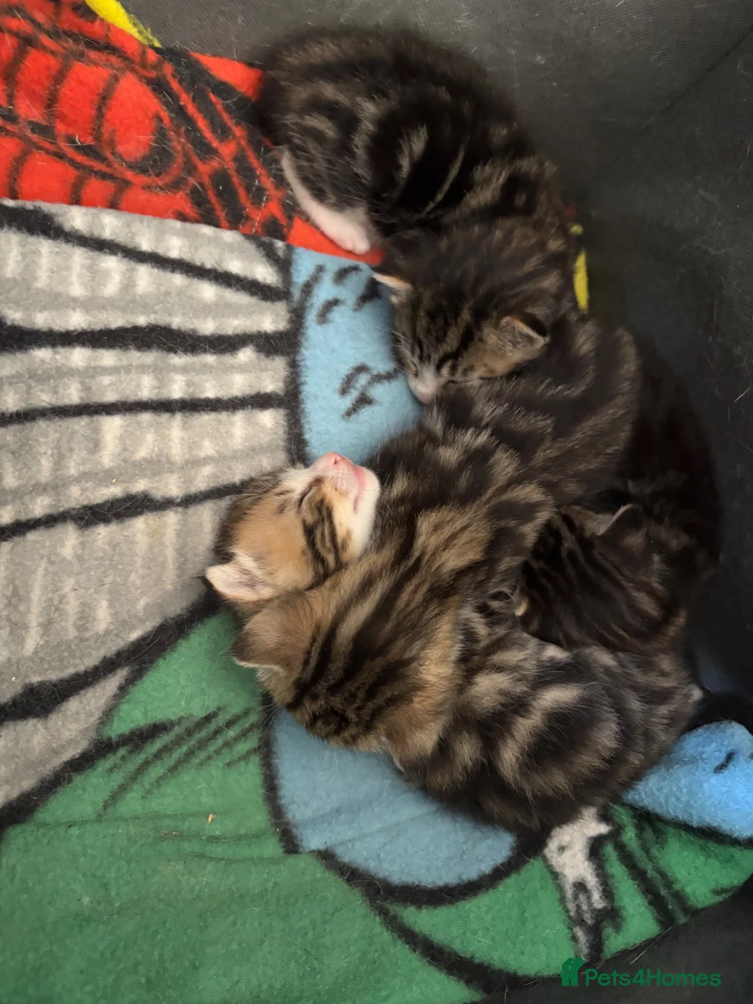 Mixed Breed cats for sale: 4 beautiful kittens  - Advert 4
