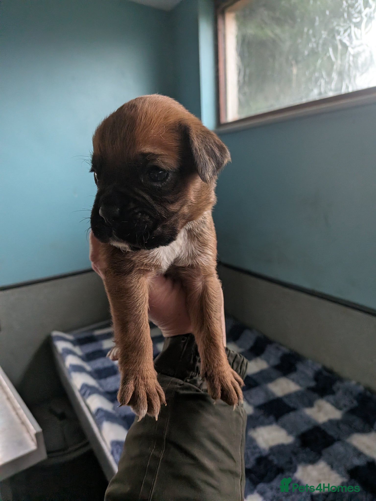 Boxer dogs KC registered red and black girl available  - Advert 2