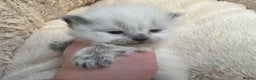 Siberian cats for sale: 🩷🩷GCCF Siberian Neva Masquerade Kittens🩷🩷 - Advert 7