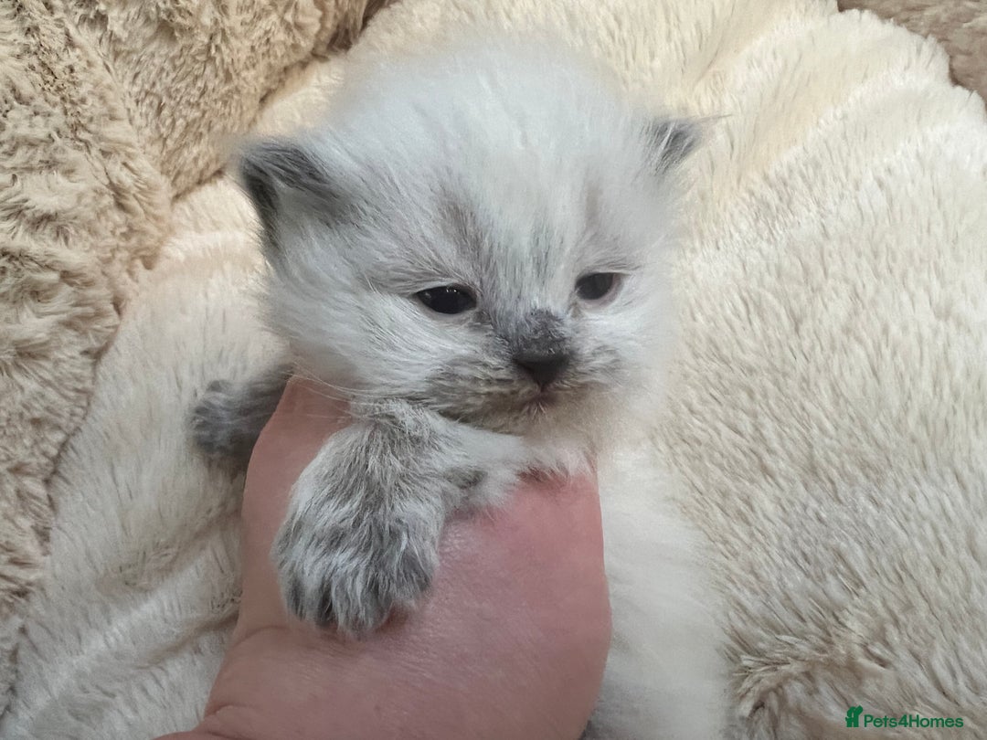 Siberian cats for sale: 🩷🩷GCCF Siberian Neva Masquerade Kittens🩷🩷 - Advert 7