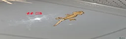 Gecko reptiles for sale: Crested Geckos  - Advert 7