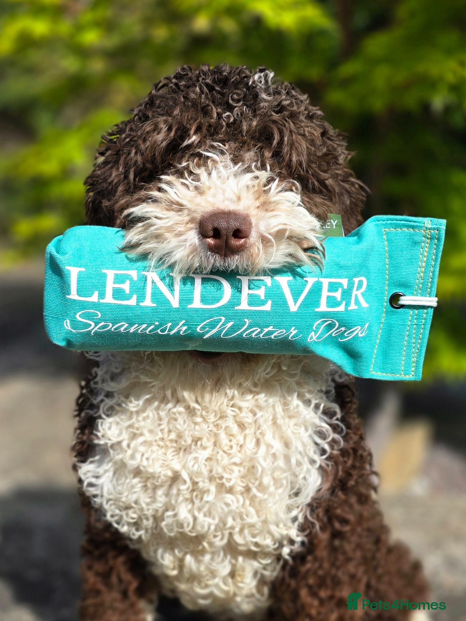 Spanish Water Dog dogs Lendever Spanish Water Dog Puppies  - Advert 12