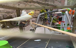 Cockatiels birds for sale: Breeding pair  - Image 10