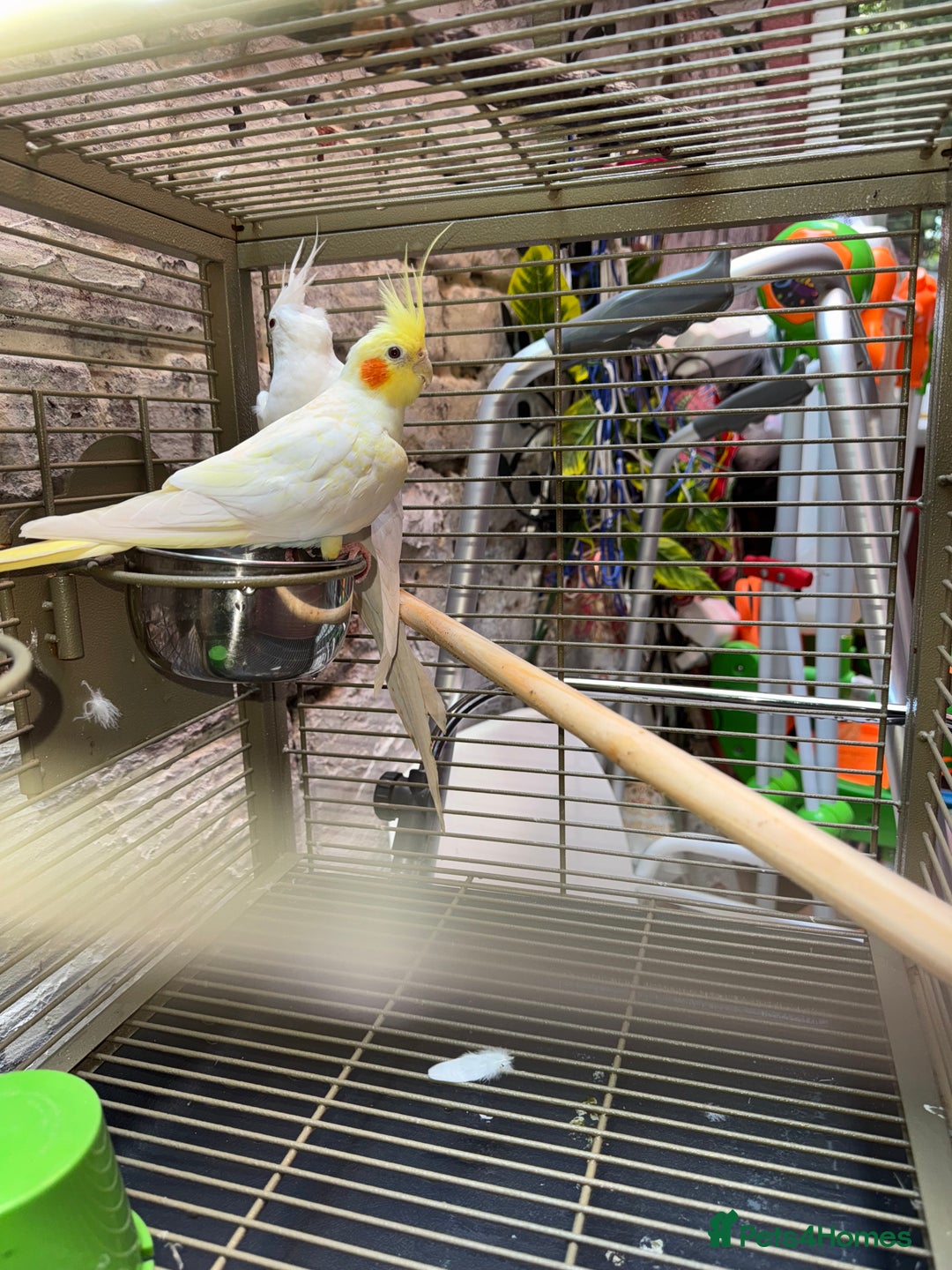 Cockatiels birds for sale: Breeding pair  - Image 10